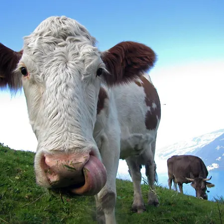 Апартаменты Eiger In See- Und Bergnaehe, Modern, Mit Balkon Und Aussicht Fuer 4 Gaeste