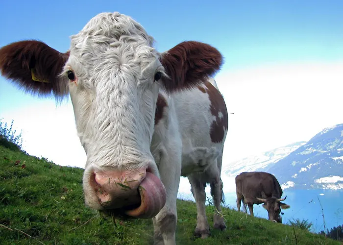 דירה Eiger In See- Und Bergnaehe, Modern, Mit Balkon Und Aussicht Fuer 4 Gaeste